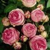 RUŽE REZANE - VANJSKA PROIZVODNJA 1