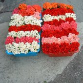 RUŽE REZANE - VANJSKA PROIZVODNJA 4