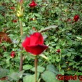 RUŽE REZANE - VANJSKA PROIZVODNJA 6