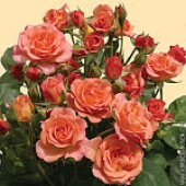 RUŽE REZANE - VANJSKA PROIZVODNJA 7