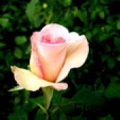 RUŽE REZANE - VANJSKA PROIZVODNJA 8