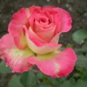 RUŽE REZANE - VANJSKA PROIZVODNJA 9