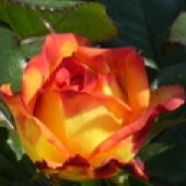 RUŽE REZANE - VANJSKA PROIZVODNJA 10