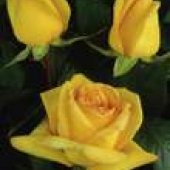 RUŽE REZANE - VANJSKA PROIZVODNJA 12