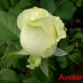 RUŽE REZANE - VANJSKA PROIZVODNJA 14