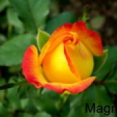 RUŽE REZANE - STAKLENIČKA PROIZVODNJA 1