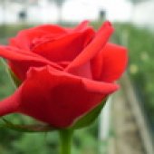 RUŽE REZANE - STAKLENIČKA PROIZVODNJA 2