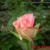 RUŽE REZANE - STAKLENIČKA PROIZVODNJA 3