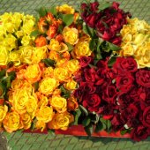 RUŽE REZANE - STAKLENIČKA PROIZVODNJA 4