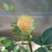 RUŽE REZANE - STAKLENIČKA PROIZVODNJA 5