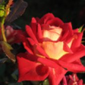 RUŽE REZANE - STAKLENIČKA PROIZVODNJA 6