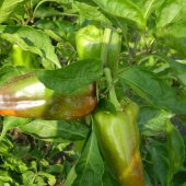 Paprika 1